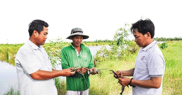 nuoi tom ngon cua bu trong ruong lua o kien giang 1714234111728900020026 0 0 366 700 crop 17142343125381104675709