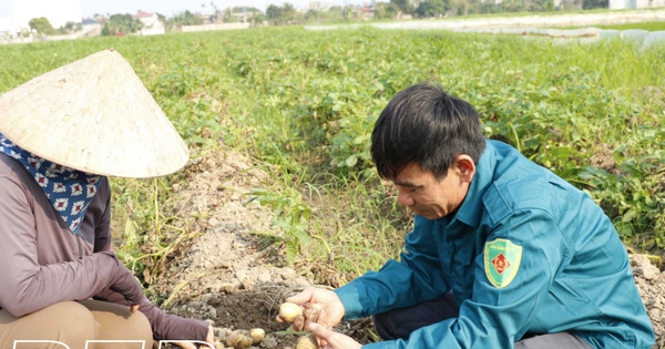 thai binh 1714227959819204090780 0 150 359 836 crop 17142280518982027669054