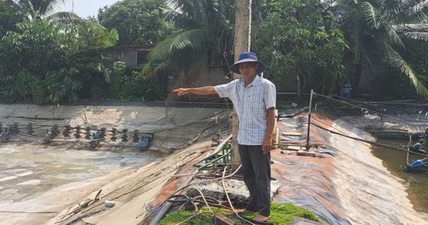 tp hcm nong dan voi ky thuat nuoi tom trong pho thanh ty phu hinh 2 1711989199544 1711989199716760746628 6 225 307 800 crop 17119895967761922271229