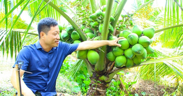 trong dua xiem lun ra trai qua troi o vinh long 17132818419611471837055 11 0 250 456 crop 171328197958373058662