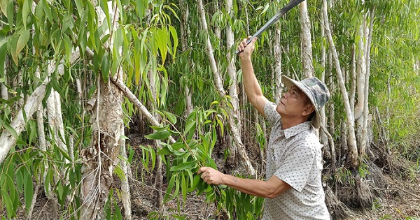 ty phu nong dan trong rung ca mau 1 1713329017170508267281 48 0 414 700 crop 1713333522158285894625