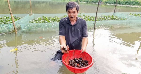 Nuôi ốc nhồi đặc sản la liệt chả giống ai, ông nông dân Ninh Bình lãi 350 triệu đồng/năm 1 20240507155123 17151803484021981458133 691 0 2663 3767 crop 1715180370163442015997