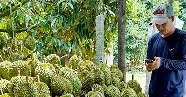 Đây là "cây tiền tỷ" đang trồng thành công ở An Giang, nay được mùa, dân bẻ trái bán giá tốt 1 40 t4 dt 1716053025259 1716053025377634002157 0 0 628 1200 crop 1716053184453935362724