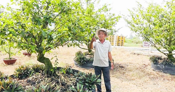 Một xã ở Tiền Giang, nông dân đưa loại cây cảnh đang hot này trồng đất lúa, có cây giá hàng trăm triệu 1 8c43fea714e2bfbce6f3 1716741176271 17167411768161250765551 0 0 419 800 crop 1716741495898697969507