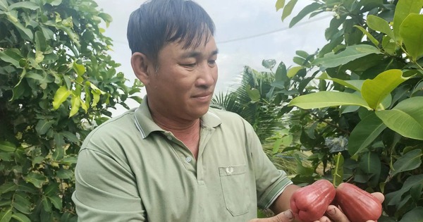 cay man hong trai man mau hong o vinh long 17146629679171463514420 109 0 1181 2048 crop 1714663204856229205217