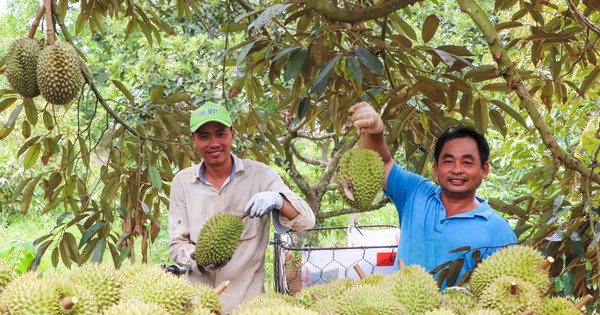 Thứ "Cây tiền tỷ" ra loại quả ngon ở một huyện của Bà Rịa-Vũng Tàu tăng giá tốt, nhà nào cắt bán là "hốt bạc" 1 images19475741a4 1716352420483 17163524226381211944472 84 0 1131 2000 crop 17163527292631277998519