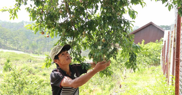 Chuyện lạ Lâm Đồng, "ghép duyên" 2 loại cây cùng họ, cây thấp tè trái ra quá trời, thu trăm triệu/năm 1 img0061 17169072182071283004941 49 0 3190 6000 crop 1716907249011495495622