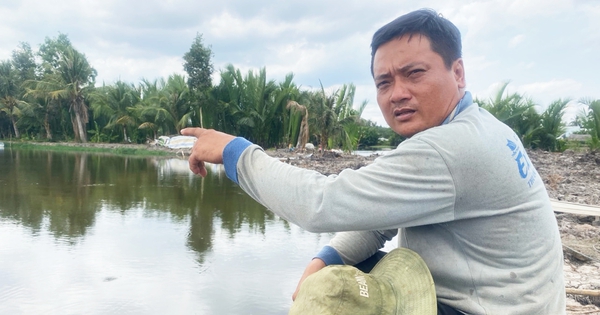 Nhiều nơi dân héo hon vì xâm nhập mặn, anh nông dân ở Hậu Giang làm cách gì mà lại giàu lên? 1 mo hinh tom lua 17150628080211241680183 61 0 731 1280 crop 1715063238325359352741