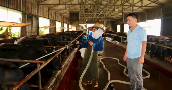 Doanh nhân Hải Dương tay ngang nuôi bò 3B mà đạt doanh thu 15 tỷ 1 nuoi bo 3b 17155056784372116810297 195 0 1200 1920 crop 1715505704109542399137