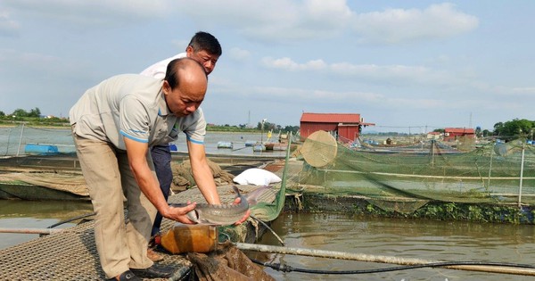 nuoi ca tam 17148878740071005761601 0 0 664 1269 crop 17148878995281013940501