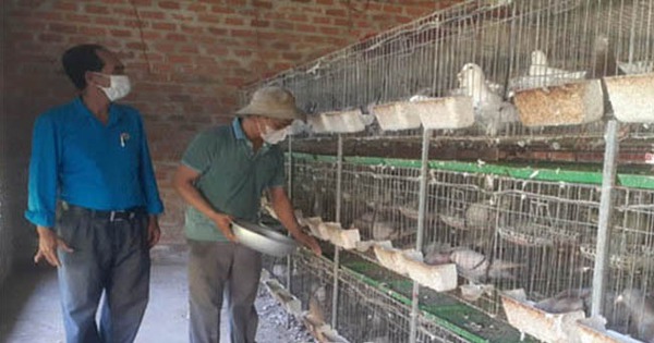 nuoi chim bo cau thai lan 1 1716653635628663528411 0 0 340 650 crop 1716653726963880683540