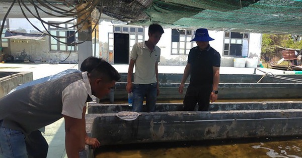 nuoi hai sam o binh dinh 1 17148425055111632448857 0 0 340 650 crop 17148426868442018018166