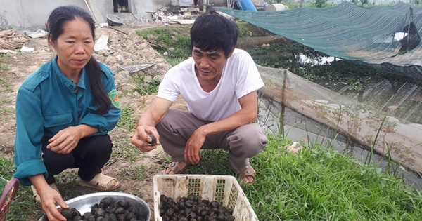 nuoi oc nhoi oc buou den o ha trung thanh hoa 17170826423832003186690 55 0 385 630 crop 17170828648411083167336
