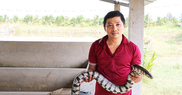 Nuôi con vật vằn vện trông dữ dằn, kỳ thực lại hiền khô, anh nông dân Kiên Giang bán đắt hơn tôm tươi 1 nuoi20ran 1715218272709 1715218273308471718459 0 0 366 700 crop 1715218471831274251622