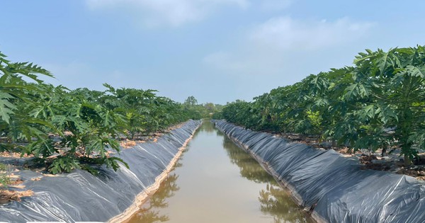Vùng đất bãi của Thái Bình, nông dân trồng đủ thứ cây, còn trồng được cả hoa tuylip 1 thai binh1 17164273215041452034225 5 285 1250 2663 crop 1716427347360432868946