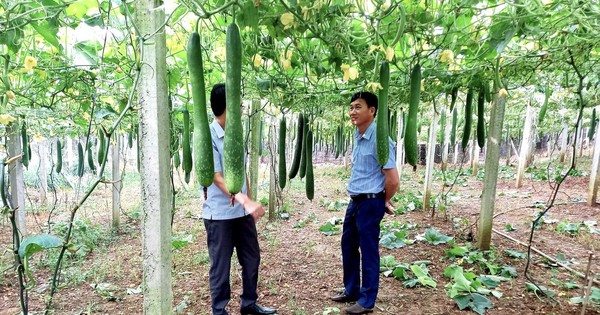 trong bi xanh leo gian luoi o ha giang 1714556055349735234260 50 0 1122 2048 crop 17145562019451497181388