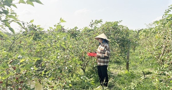 trong dau tam lay qua o hau giang 17170012634681822203187 34 0 335 575 crop 17170012866801348966676