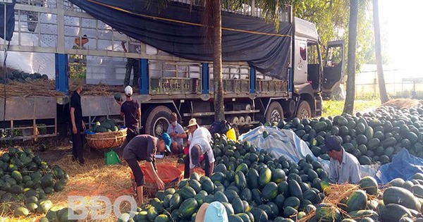 Một loại quả ngon ở Bình Định, mùa này dân trồng thành công, 10 trái như 10, bán giá hời 1 trong dua hau 1 17153594646442077784525 0 0 340 650 crop 1715359589112407936027