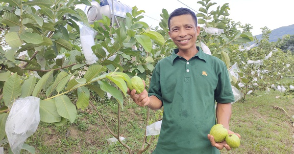 Trồng 200 cây ổi giống mới lạ, nông dân một huyện miền núi ở Bình Định hễ hái là bán hết veo 1 trong oi binh dinh 17171288344981594075369 399 0 1739 2560 crop 17171291573561718087372
