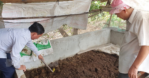 Ông nông dân Bến Tre nuôi một con vật chui rúc, biến thứ bẩn ra phân bón tốt, nhà khá giả hẳn lên 1 trun que 1714843785624 1714843786055130371718 0 69 378 791 crop 1714843971112566933990