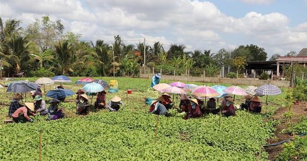 Ở Tiền Giang dân trồng rau, cắt đến đâu bán hết veo, cứ 1ha lời hơn 300 triệu 1 vna potal van hanh tram bom dien lay nuoc tuoi tieu chong han cho cay trong 7343664 671 1715961702930 1715961703048382991787 33 0 381 665 crop 17159618995421331906955