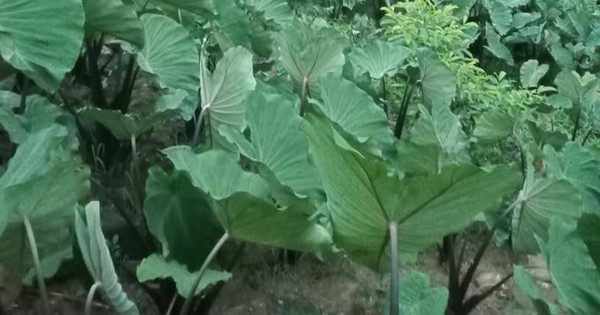 1912 1718804419554 17188044201582044257822 360 0 716 680 crop 17188047096521677406249