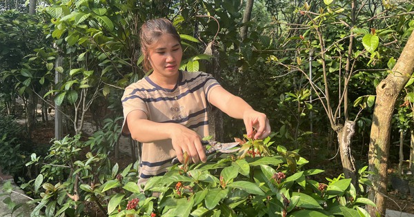 Đây là loại cây mọc tốt um ở một xã của Vĩnh Phúc, dân hái nụ hoa tươi bán 850.000 đồng/kg 1 997guong3 1718038643248 17180386440071242352450 343 0 1390 2000 crop 1718038892954916687252