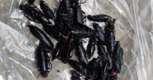 avatar1717415867406 17174158699132066372336 0 53 315 557 crop 17174159664661562245418