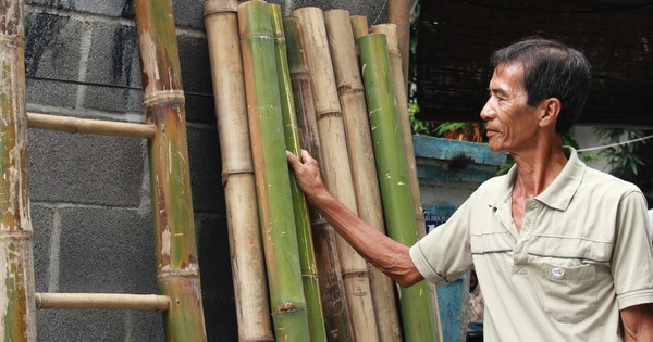 cay tam vong 1 17171404352612026615611 202 0 1542 2560 crop 17171427787061531779463
