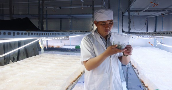 chang trai thanh cong voi mo hinh nam dong trung ha thao 2 1719408694651835050517 252 0 1592 2560 crop 1719409016422778762102