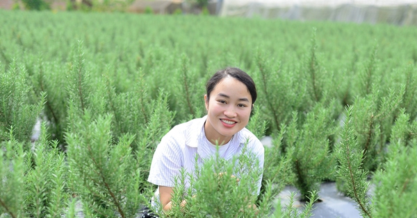 chiet xuat tinh dau huong thao 5 1718609069427325742097 63 0 1403 2560 crop 17186095992721219018171