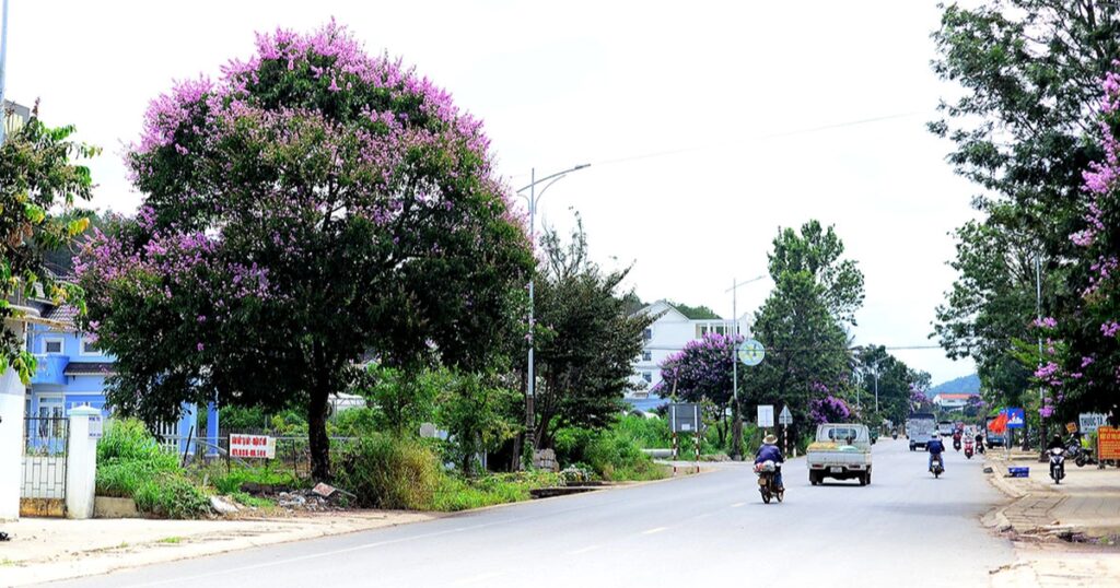 Đấu giá đất ở nông thôn ở Lâm Đồng, có lô giá khởi điểm gần 11 tỷ đồng 1 dsc2522 crop 1717500502694
