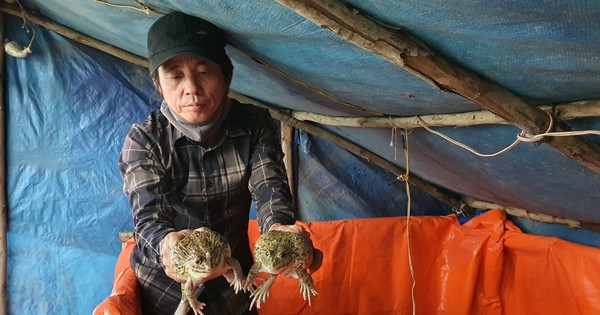 Một nông dân ở Khánh Hòa nuôi con đặc sản "ngồi dày đặc" ở bể lót bạt, tự trả lương 15 triệu/tháng 1 ech 1 1718101151592688483045 0 51 605 1207 crop 17181012776201456394465