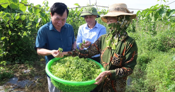 hoa thien ly 1 1718684164357227805989 202 0 1542 2560 crop 1718685110430863161966