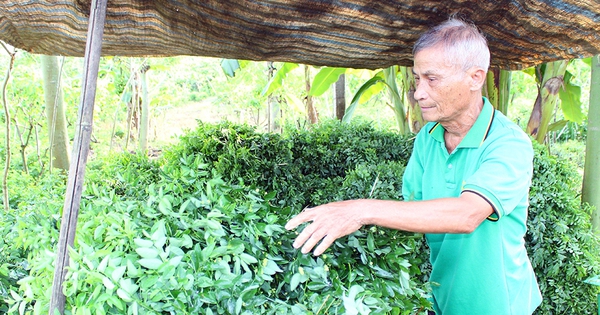 Loại rau này hễ đất ẩm tốt um cản chả kịp, ăn ngọt như mì chính, dân Đồng Nai trồng thành công, thu bạc tỷ 1 images25003498 1718341954703 17183419552301576647413 0 0 524 1000 crop 1718342280741832013696