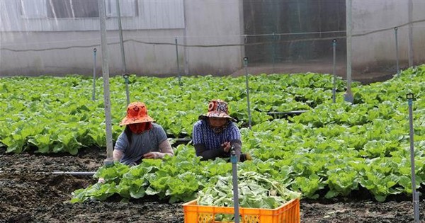 Vừa rồi hạn mặn như thế mà ở Tiền Giang, nông dân trồng rau kiểu gì vẫn tốt um, thu 300 triệu/ha? 1 n ven bien go cong tien giang trong mau ngan ngay thich ung bien doi khi hau 6881147 9347 1717674964615 17176749647411417539352 0 0 348 665 crop 171767512878879237507