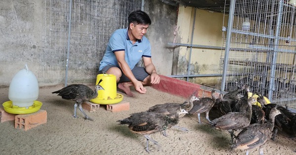 Ở một phường của Cần Thơ có anh nông dân nuôi heo lãi to, nuôi một con động vật lạ lãi cũng lớn 1 nuoi chim cong 17177787025142114677390 400 0 1709 2500 crop 17177789648351866941076