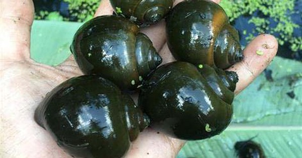 nuoi oc nhoi 2 17172600245991559983948 94 0 341 472 crop 17172600923111306601111