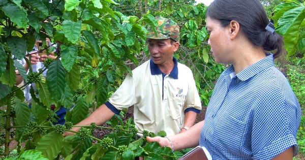 ong nhel thuong xuyen chia se kinh nghiem cham soc cay ca phe cho cac thanh vien trong to 7768 1718184214043592753077 0 0 525 840 crop 17181848567191015936517