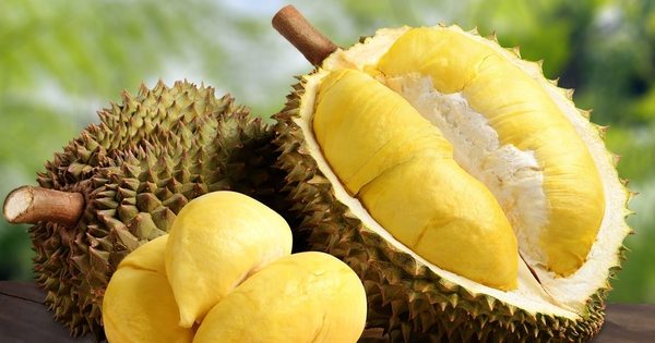 sau rieng dona duoc danh gia la rat ngon co vi ngot thanh com sau co mau vang rat dep mat 1718870319461712132954 83 0 1629 2953 crop 17188704767711611983496