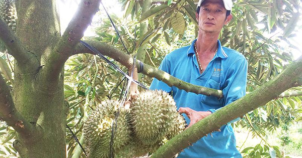 sau rieng trai vu 1719134770893123535577 135 0 635 800 crop 17191347951981454479073