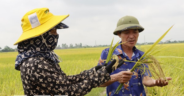thai binh 17184683131541910031507 20 92 1102 2158 crop 1718468406853914426084