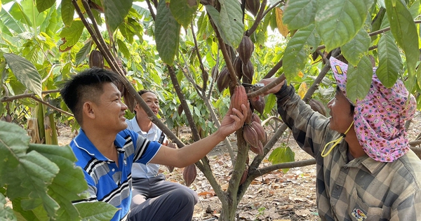 trong ca cao o dat gia lai 17171728139481071616287 40 0 480 840 crop 1717172847388677382974