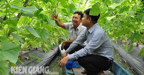 trong dua kien giang 1719588847121137633545 16 0 454 700 crop 17195889618611581034785