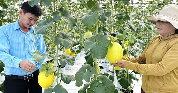 trong dua luoi tren cat o thua thien hue 17173987585932013522465 0 0 420 802 crop 17173989269592085326020