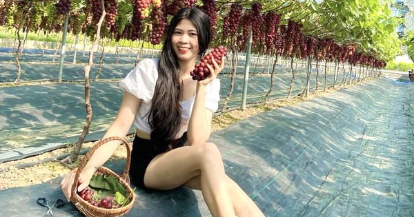 trong nho 7 1718168569634365623395 249 0 626 720 crop 17181689774031491309452