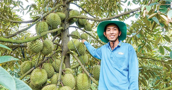 trong sau rieng 17189041266321731647606 0 0 500 800 crop 1718904148170336579268