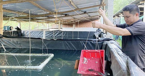 Nuôi loại cá đặc sản dài, to, bự trong hồ xi măng, một nông dân Bình Định bán 500.000 đồng/kg 1 viewimage82 1718888190329 17188881905881383863849 50 0 390 650 crop 17188886244111420942077