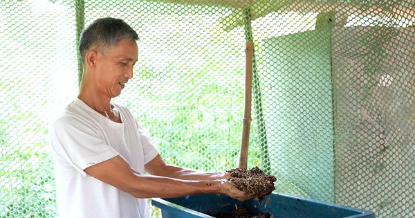 Nuôi gà, nuôi sâu canxi, nuôi giun trùn quế, nông dân thu lợi kép, vì sao nhiều người đang đến xem? 1 z5472708310181 32ea03b3c55aed122af20b8d5035140c 1717431332624178033800 37 7 1036 1915 crop 17174313490431469078297