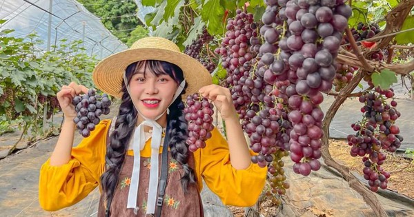 Đây là vườn nho đẹp như phim ở Sơn La, dân tình tha hồ chụp ảnh, trở ra "khuân lỉnh kỉnh" thứ gì? 1 z5515125256851357381e5bb0cd1de884d60a9e74bfd5f 17177267236331636067483 566 0 1069 960 crop 17177267416531881151923